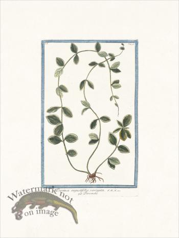 Bonelli 096 Periwinkle